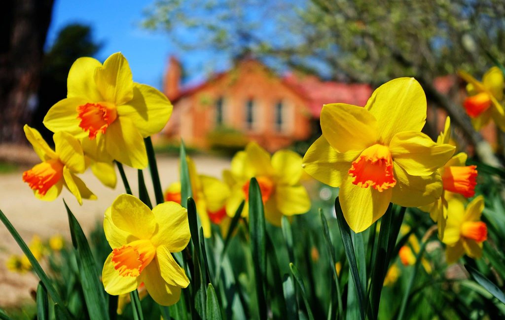 DAFFODILS AT RYDAL - Photo by Lithgow2790.com