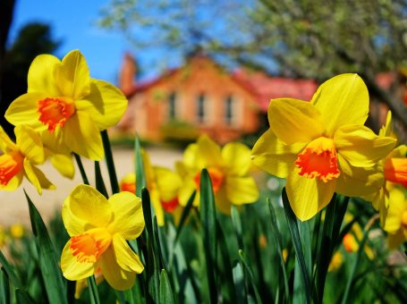 DAFFODILS AT RYDAL - Photo by Lithgow2790.com