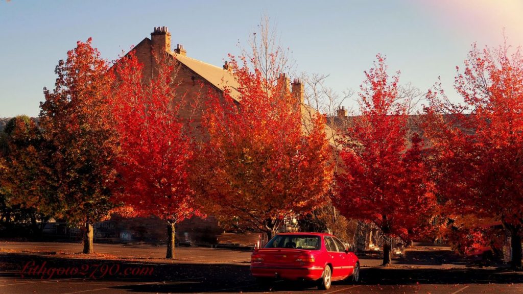 Autumn Colours - Photo by Lithgow2790.com